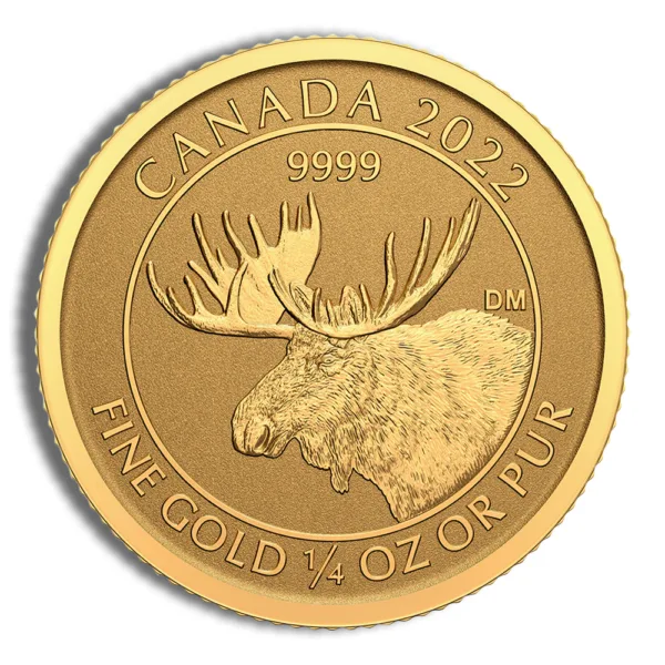 Golden Canadian coin featuring a detailed moose design, minted in 2022, made of 99.99% fine gold, weighing 1/4 ounce.